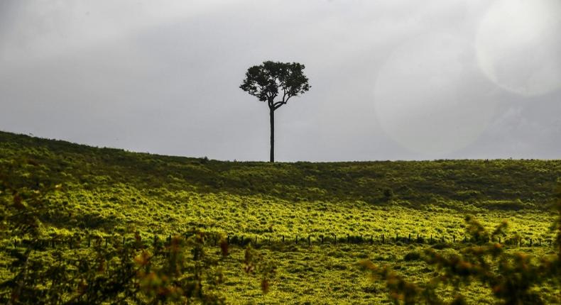 View of the landscape from the BR163 highway, near Santarem, Para state, Brazil, in the Amazon rainforest in 2019