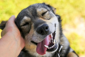 cute dog put his face on his knees to the man and smiling from the hands scratching her ear