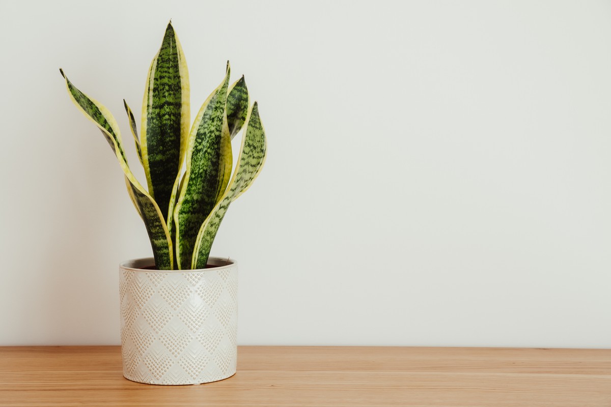 sanseveria