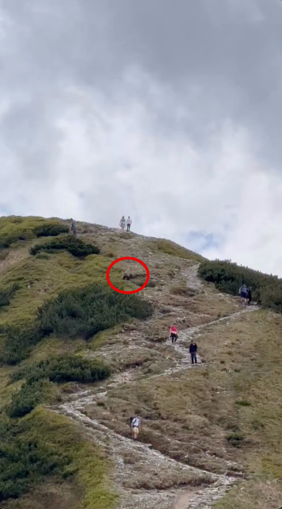 Medveď prebehol pomedzi turistov. 