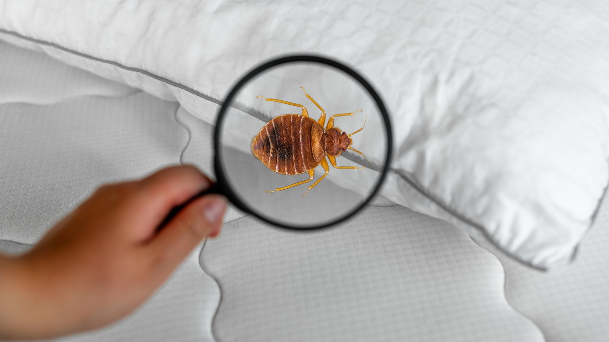 Parazity, ktoré sa skrývajú tam, kde ich najmenej čakáte. (Ilustračný obrázok)