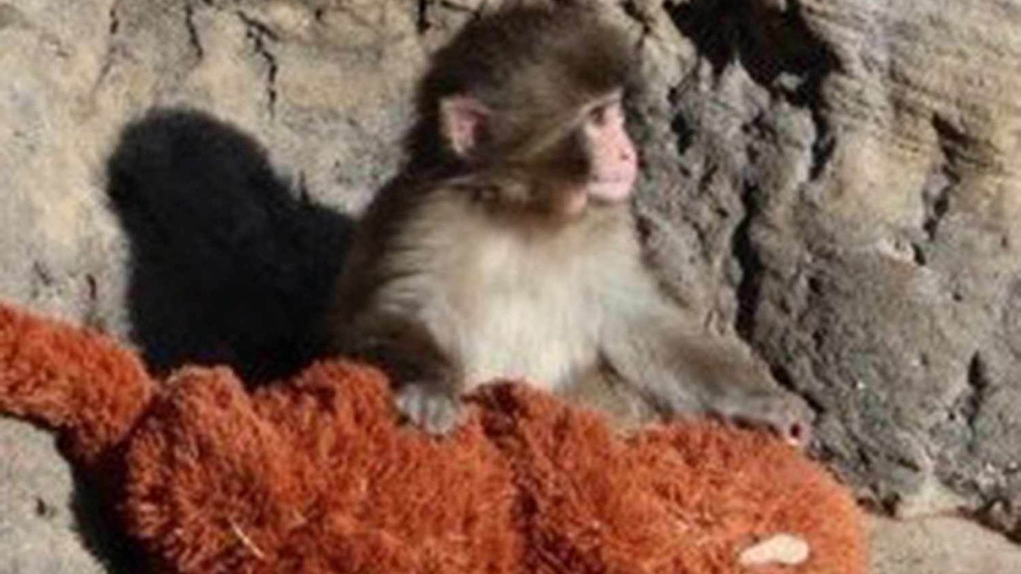 Mláďa makaka menom Punch.