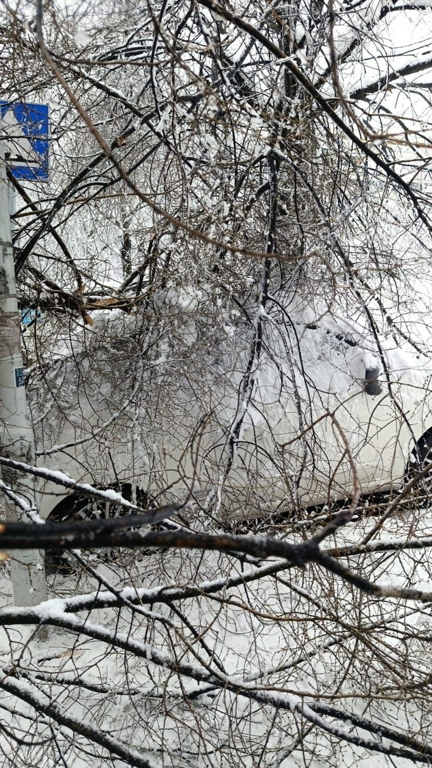 Palo drvo u 28 bloku