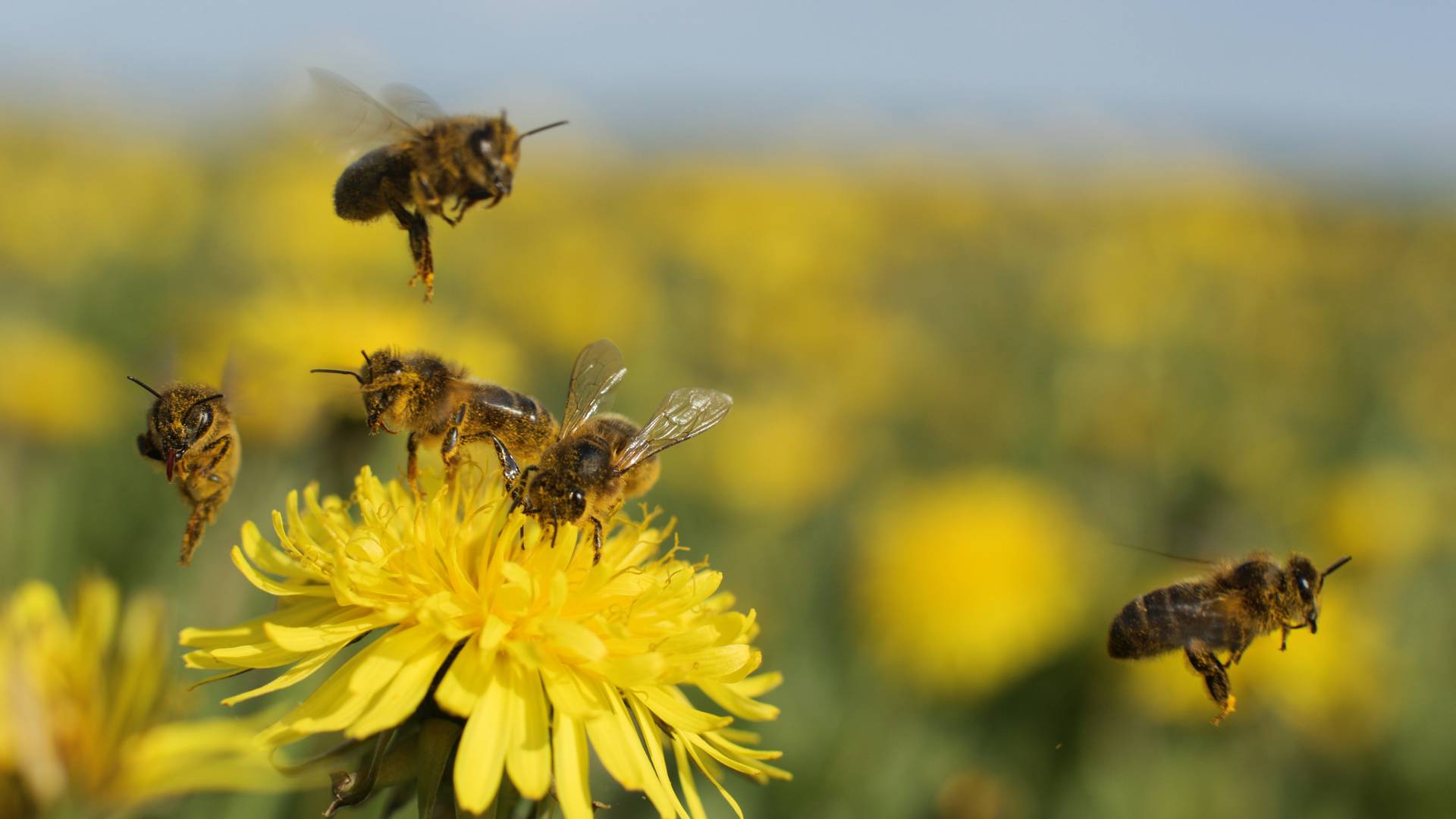 Döbbenet! Négy élő méhet találtak egy nő szemében
