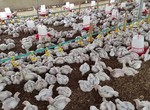 Nigerian poultry farmers blame CBN's Naira policy for industry's ₦200bn loss
