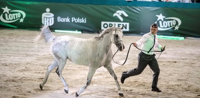 Będzie nowa agencja odpowiedzialna za aukcje koni