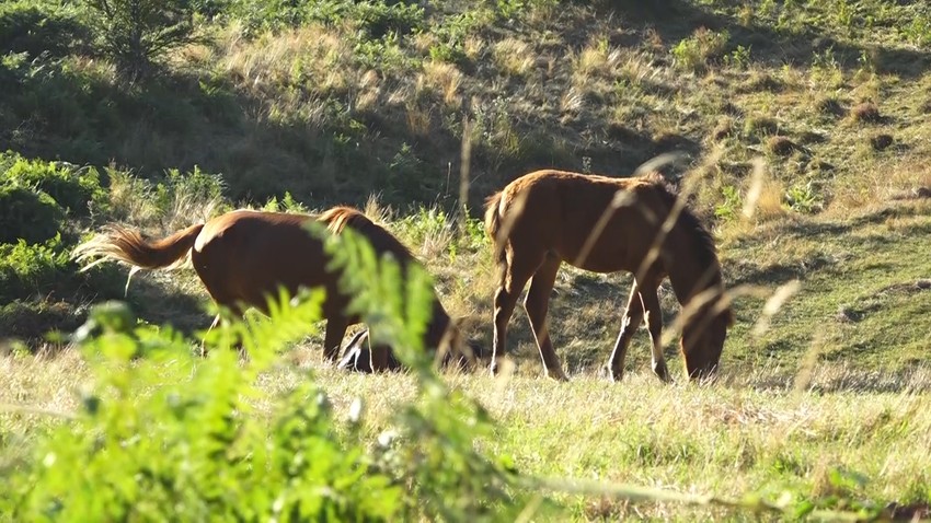 Živi sa autohtonim vrstama životinja