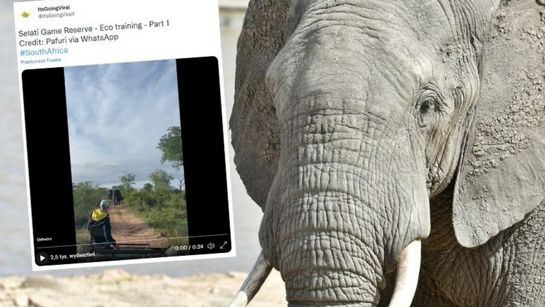 RPA. Słoń przewrócił samochód z turystami jak zabawkę [WIDEO]
