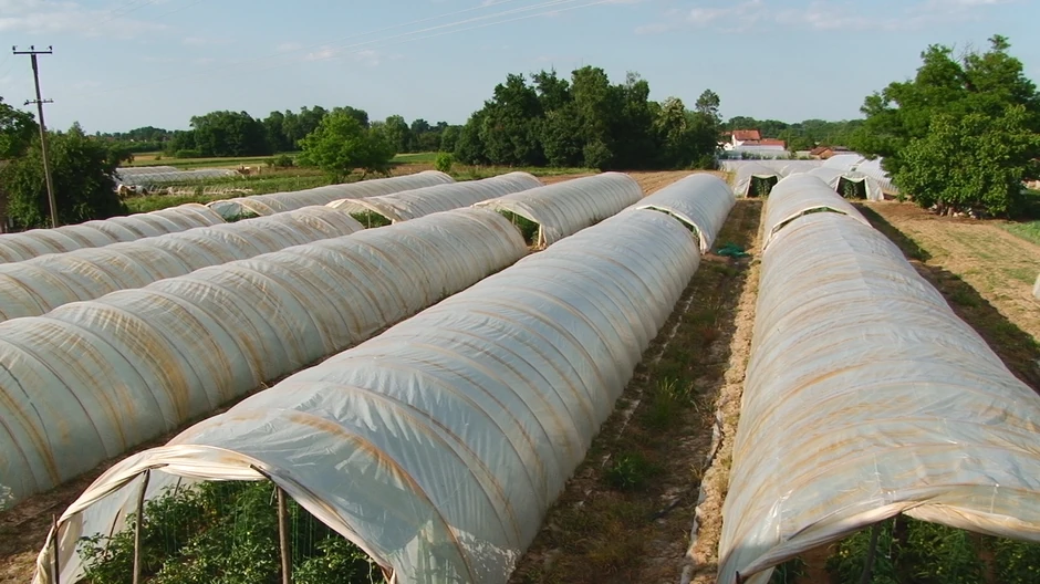 Na 25 ari pod plastenikom može da se dobije 8.000 kilograma paradajza godišnje, a početno ulaganje je 12.000 evra