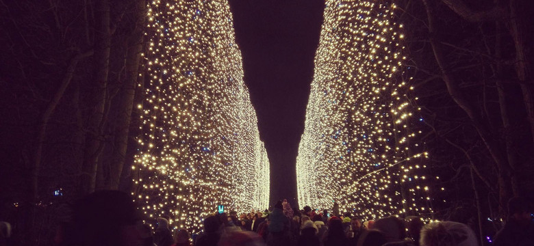 Wyjątkowa iluminacja w Gdańsku. Park Oliwski jak z bajki