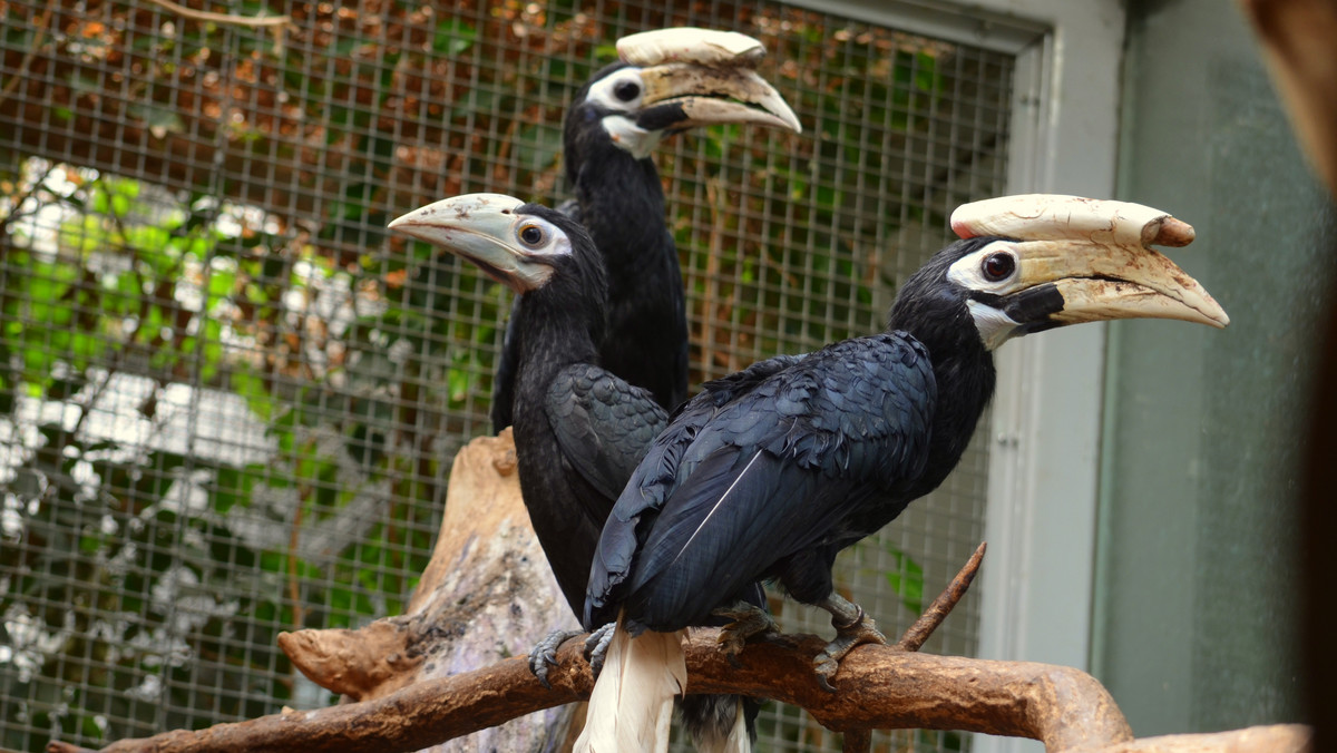 We wrocławskim ogrodzie zoologicznym wykluł się dzioborożec palawański, jeden z najrzadszych gatunków ptaków świata. Można go spotkać jedynie w trzech ogrodach. Jednym z nich jest właśnie zoo we Wrocławiu.