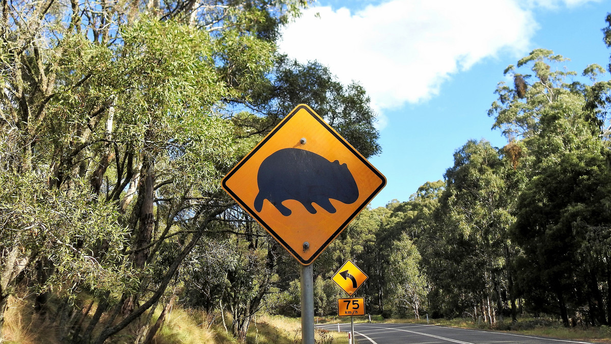 Jak myślisz, jaki klimat jest na Tasmanii? Czy są tam dżungle? Pustynie? A może dziki australijski busz? Czy mieszkają tam koale? A może psy dingo? Mało osób zna odpowiedzi na te pytania. Więc dorośli, strzeżcie się! Bo wasze dzieci po lekturze najnowszej książki Neli będą zadawać wam dociekliwe pytania. Lepiej się przygotujcie! 