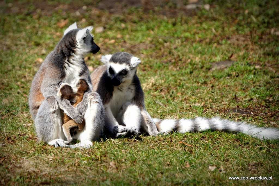 We wrocławskim zoo urodziło się sześć lemurów