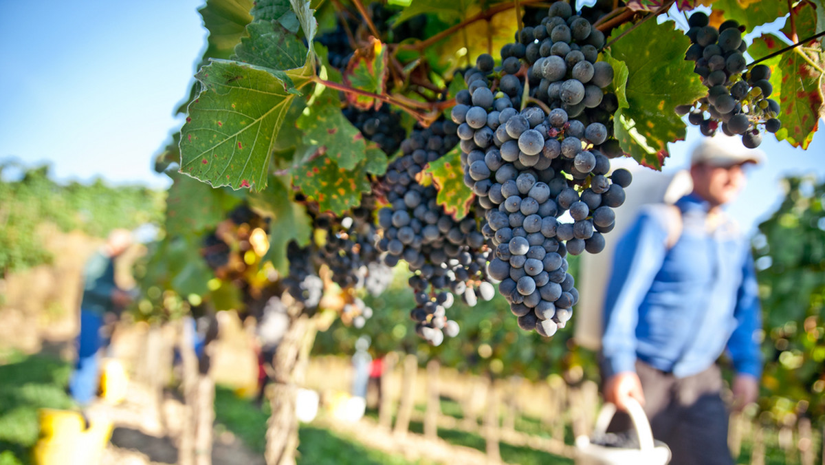 Wyjątkowo wcześnie, z powodu rekordowych i utrzymujących się od tygodni upałów, rozpoczęło się w tym roku we Włoszech winobranie. Według wstępnych prognoz tegoroczna produkcja wina będzie wyższa o 5 procent od ubiegłorocznej, a trunek będzie wyśmienity.