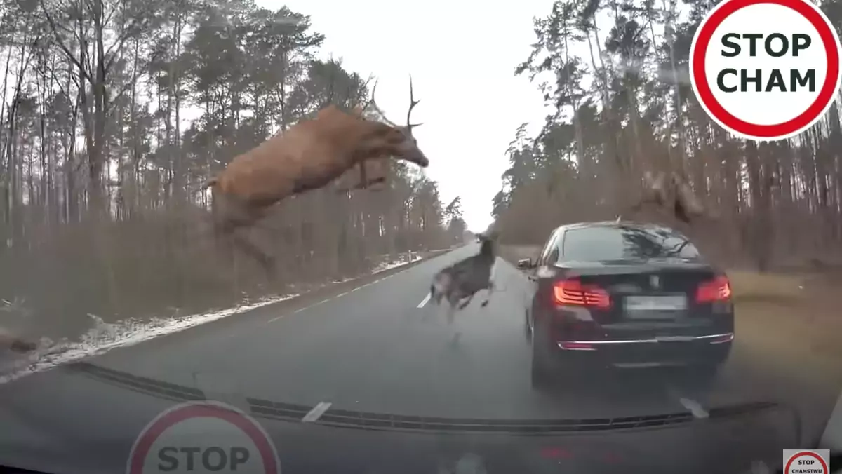 Stado jeleni przeskakuje nad autem