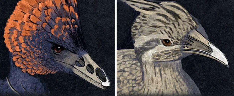 Upoređivanje: Dinosaurus Anhiornis (levo) i moderna ptica tinamou iz Meksika (desno)