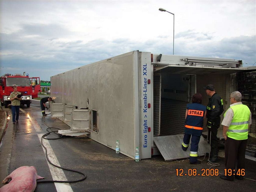 Niemieckie świnie uciekły z transportu