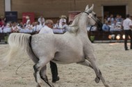 Klacz Pistoria koń klacz Stadnina Koni Michałów