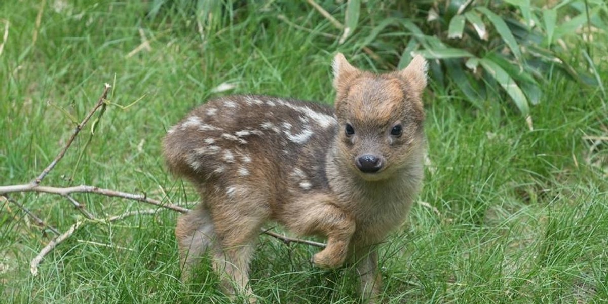 mały jelonek pudu