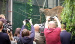 Tłumy w zoo. Wszyscy chcą zobaczyć słynną Nubię