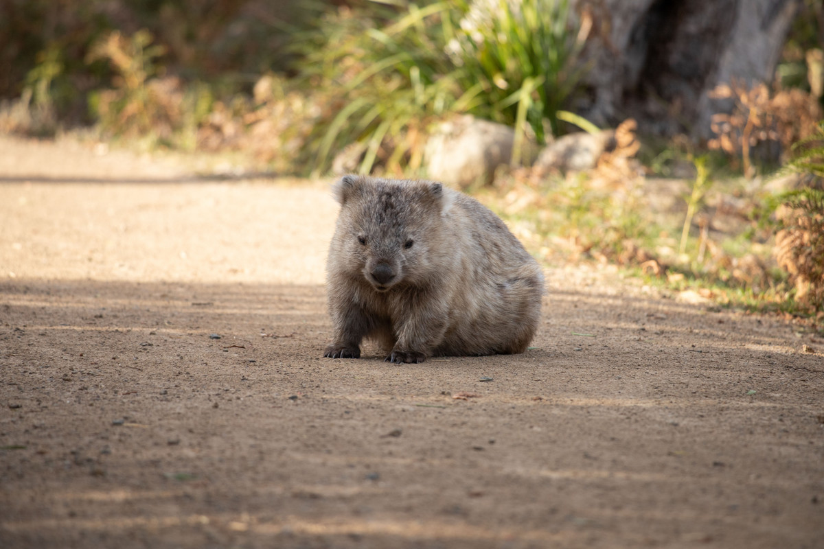 Potrzebny wyprowadzacz wombatów. A to dopiero początek dziwnych stanowisk