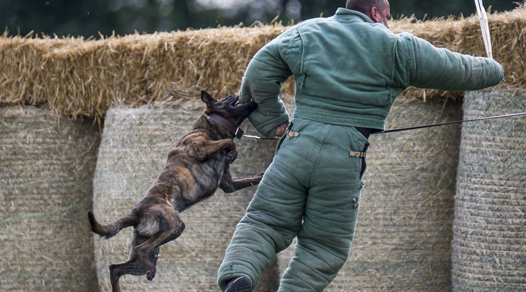 A belga juhász, avagy malinois remek kutya, akit megfog, el nem engedi az élete árán sem /Fotó: MTI/ Ujvári Sándor 