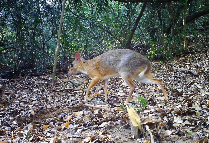 Chevrotain 