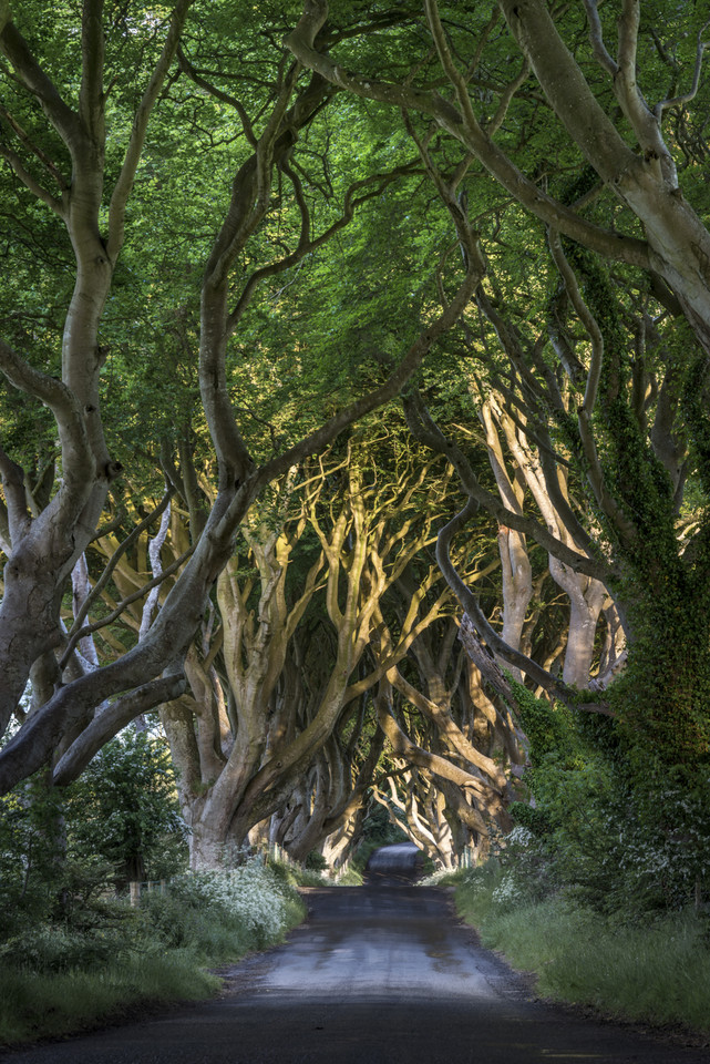 The Dark Hedges - niezwykła aleja w Irlandii Północnej