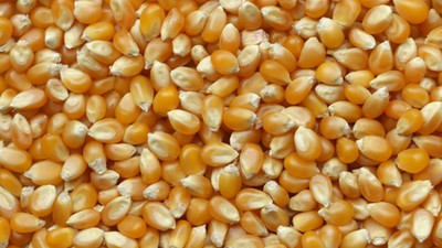 Ukraine is one of the world's major producers and exporters of grain, particularly wheat and maize, and its grain exports are essential for meeting the food demands of many countries around the world [Unsplash]