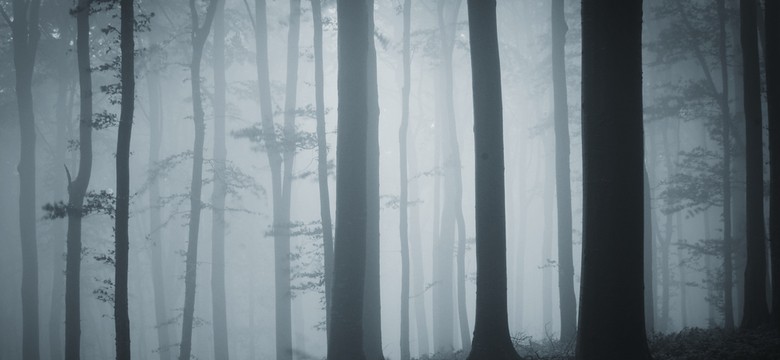 Makabra w Sosnowcu. Pies odnalazł w lesie dwa porzucone płody