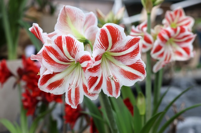 Amarilis