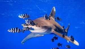 The ocean is beautiful, but just as deadly [Underwater Photography Guide/ Yung Sen Wu]
