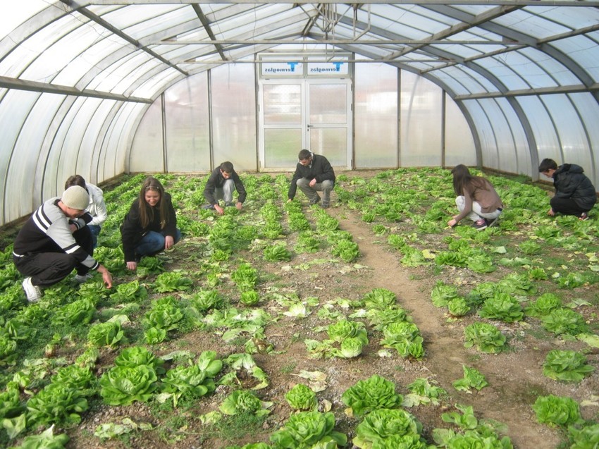 Emisije gasova od zelena salate utiču na ozonski omotač