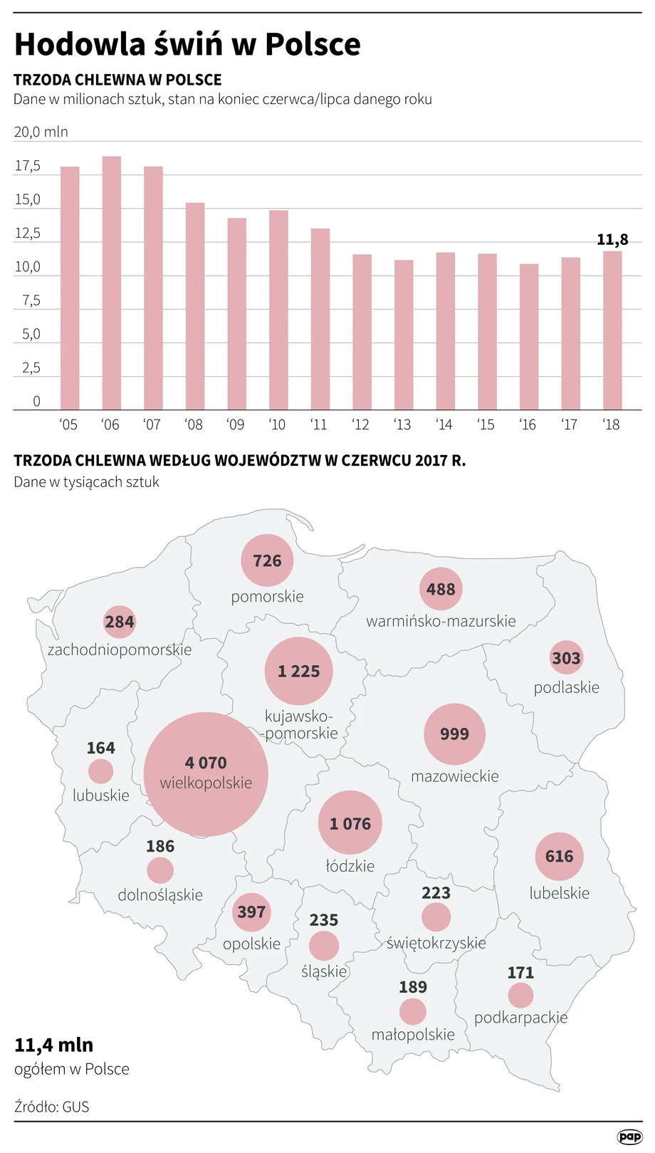 Hodowla świń w Polsce.