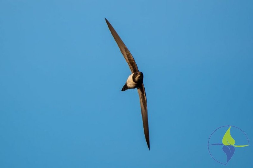 Bela čiopa Novi Sad