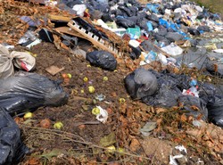 Śmieci z Niemiec lądują w naszych lasach