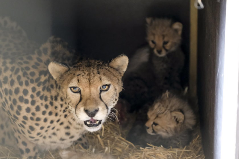 Śląski Ogród Zoologiczny. Narodziny gepardów