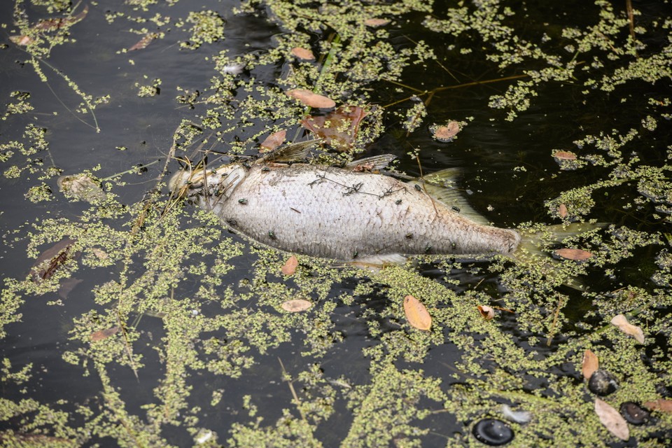 Katastrofa ekologiczna. Odra pełna śniętych ryb. Wrocław