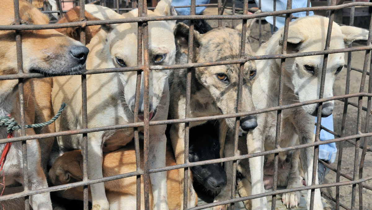 Każdego roku w Korei Południowej uśmiercano ok. miliona psów, nierzadko w okrutny sposób, i to tylko po to, by ich mięso wykorzystać w tradycyjnych narodowych potrawach. Dzięki decyzji koreańskiego sądu proceder ten może zostać ukrucony - sędziowie orzekli bowiem, że zabijanie psów na mięso jest nielegalne i wymierzył za to grzywnę (równowartość 10. tys. złotych). Wyrok jest bezprecedensowy.