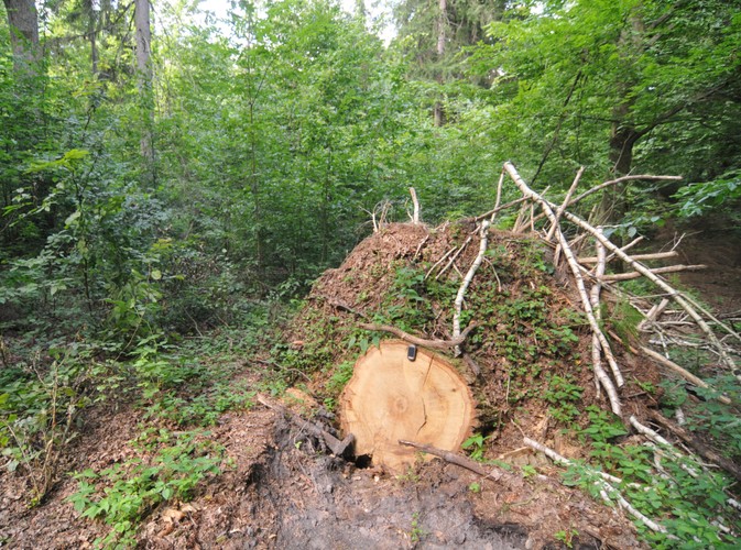 W niechronionej części Puszczy Białowieskiej wycina się rocznie ponad 100 tys. drzew © www.tydecydujesz.org
