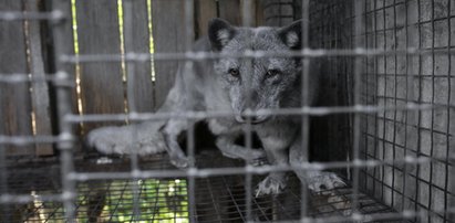 Puste poidła, deformacje łap. Horror na fermie lisów