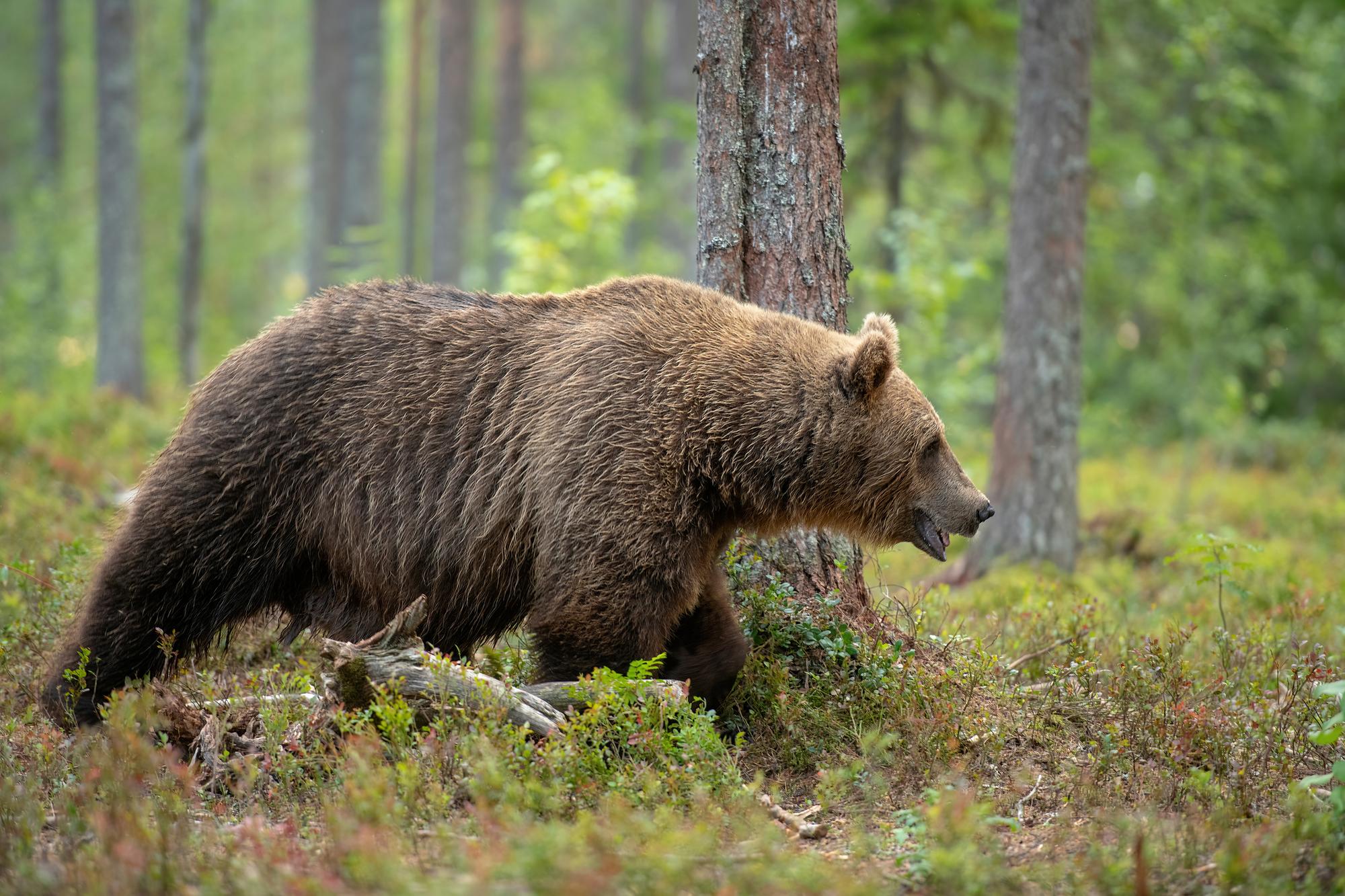 Mimoriadnu situáciu pre medvede vyhlásili v okrese Kysucké Novom Mesto. (ilustračné foto)