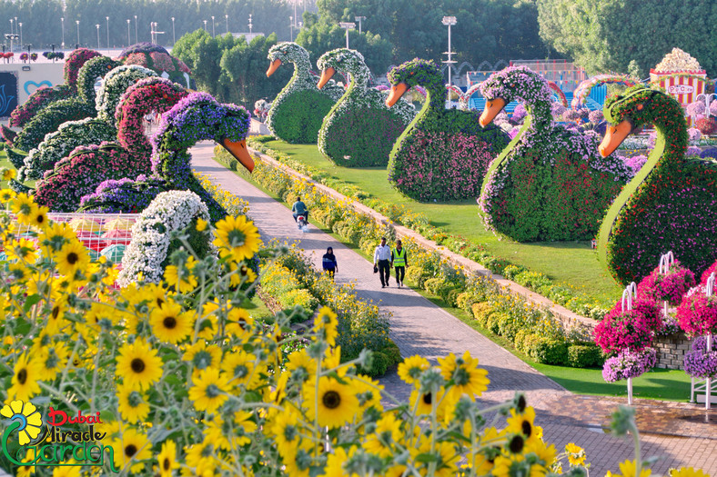 Dubai Miracle Garden (2)