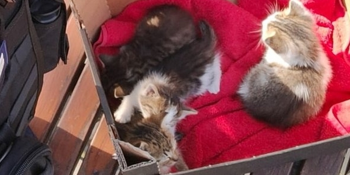 W lesie w Kaletach znaleziono porzucone kocięta. Policja zaopiekowała się zwierzętami i zaapelowała o rozsądek.
