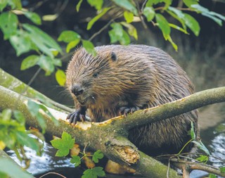 Ochrona przed powodzią a bobry. Czy stanowią zagrożenie dla infrastruktury?
