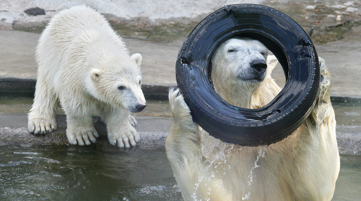 A sarkvidék urai két
vadászat között sokat
játszanak/ Fotó: Shutterstock