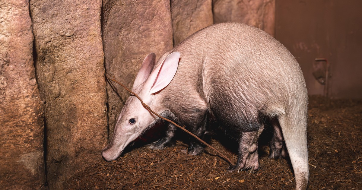 Mrównika uratował i odchował pracownik zoo