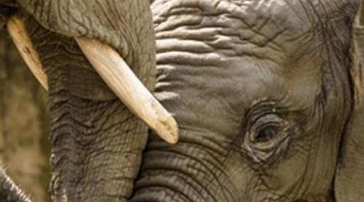 Szívszorító! Elaltatták a hatnapos elefántot