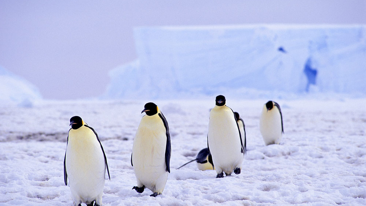 Google opublikowało nowe panoramiczne zdjęcia Antarktydy. Internauci mogą wirtualnie zwiedzić m.in. chatę Shackletona czy podejrzeć miejsca lęgowe pingwinów, a także przeczytać informacje o historii wypraw na biegun południowy.