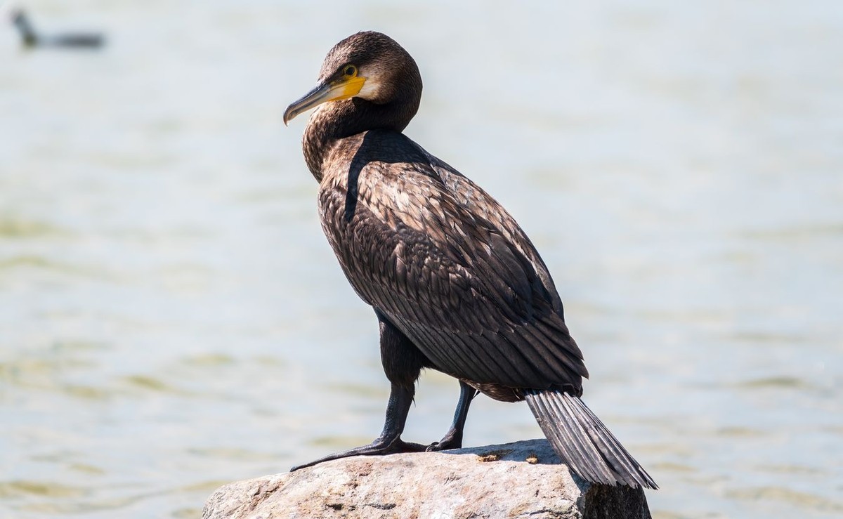 Kormoran
